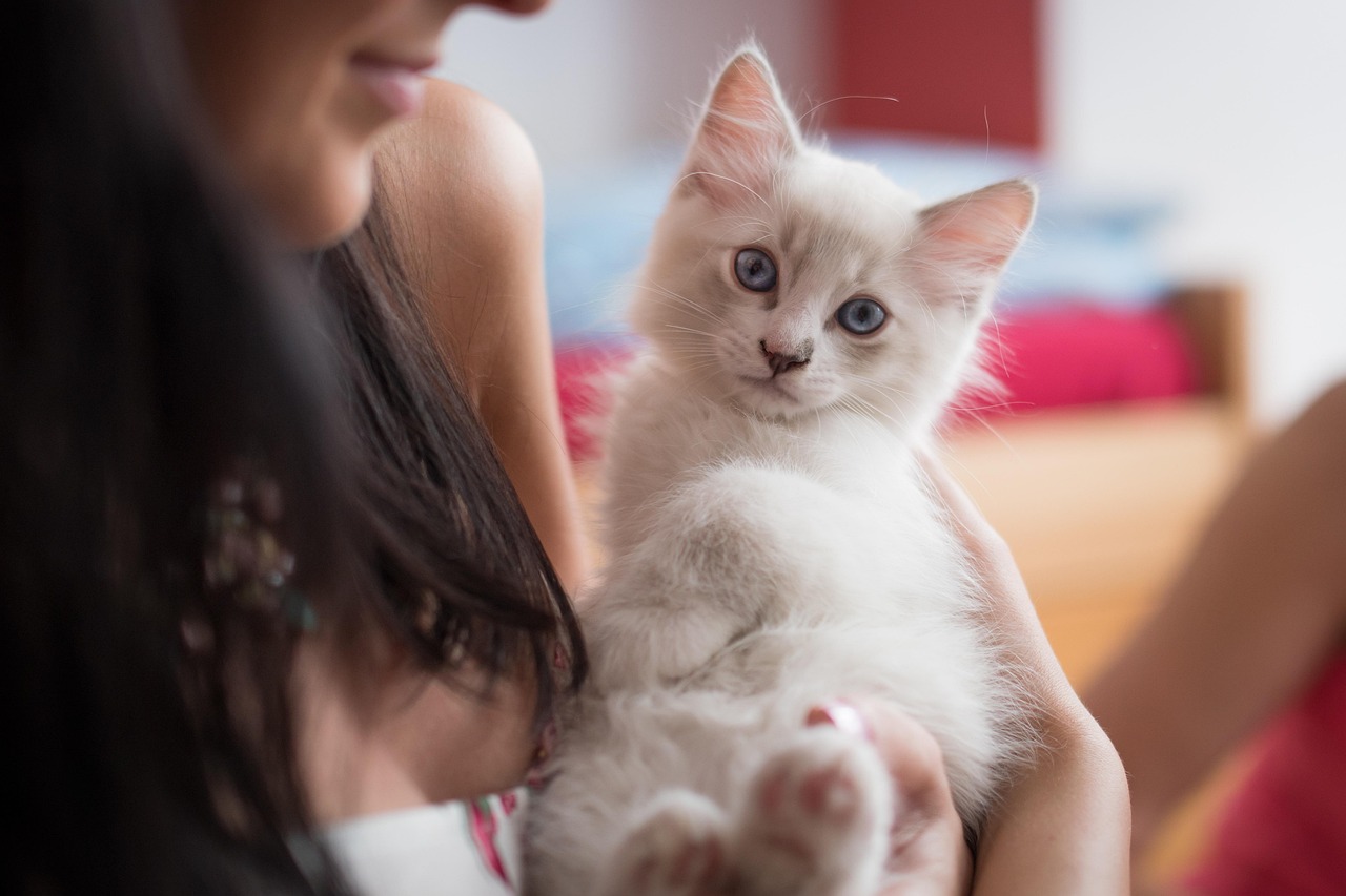 The Classic Meow: Your Cat's Personal Love Letter (Image Credits: Pixabay)