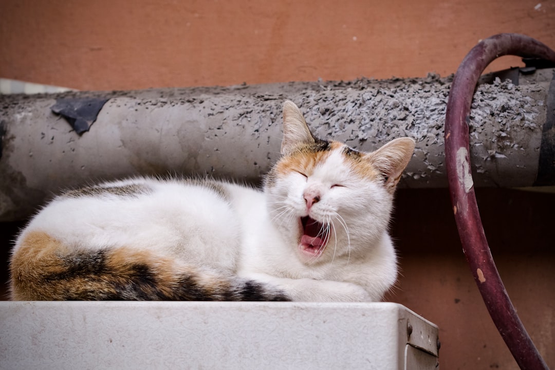 Gentle Chirps: Your Cat's Way of Getting Attention (Image Credits: Unsplash)