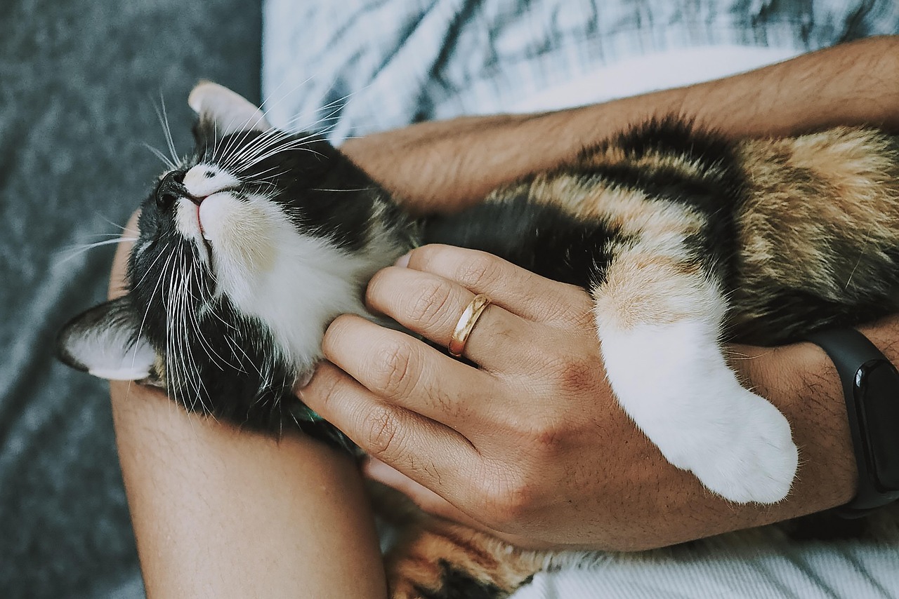 The Contented Purr: The Ultimate Expression of Trust (Image Credits: Pixabay)
