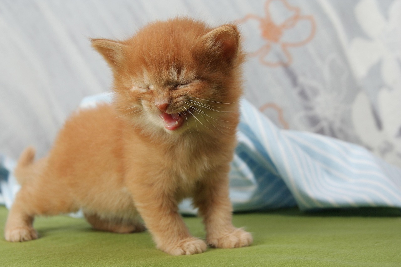 Squeaky Baby Meows: Channeling Their Inner Kitten (Image Credits: Pixabay)