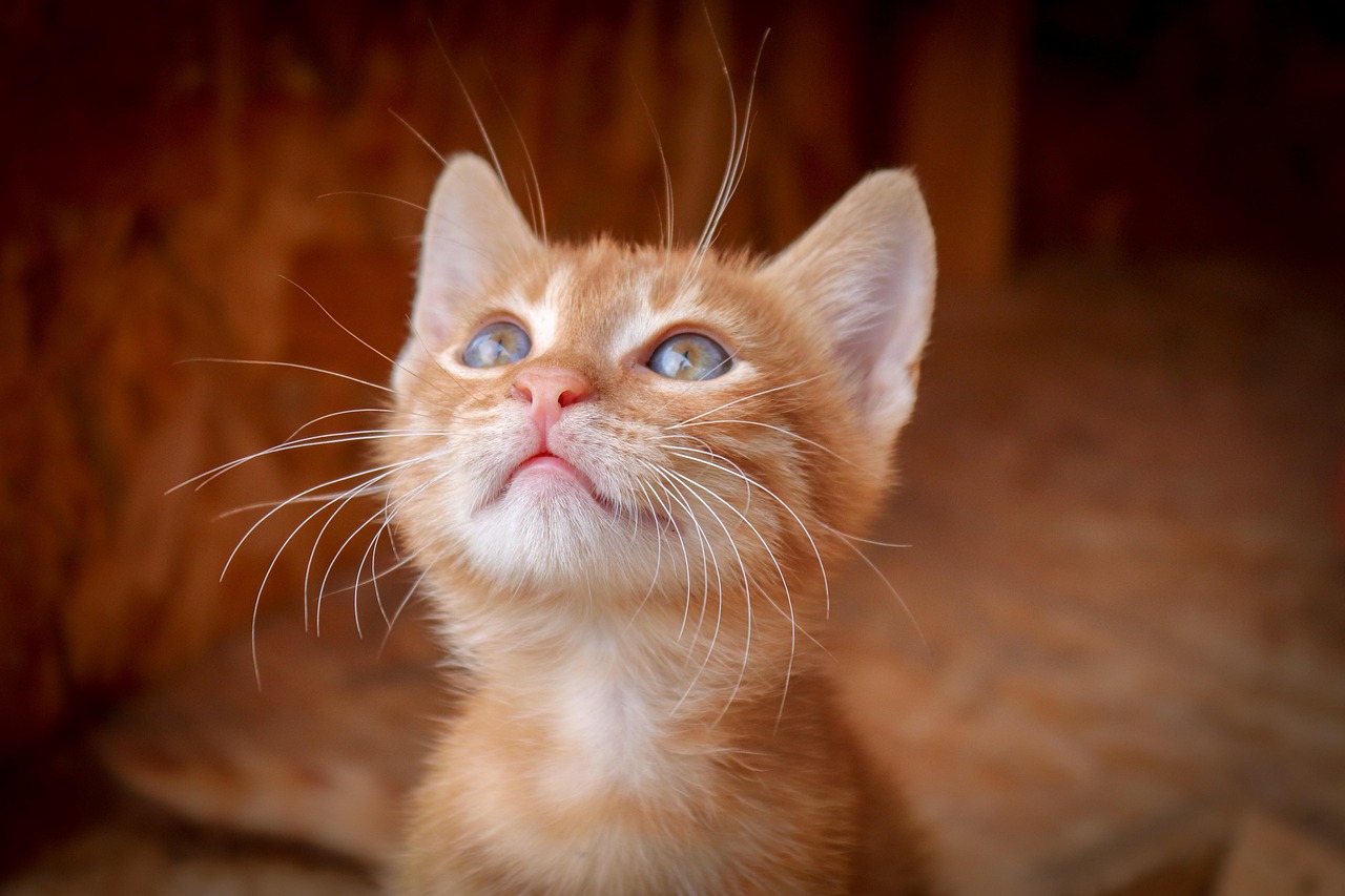 The Welcome Home Sound: Your Personal Greeting (Image Credits: Pixabay)