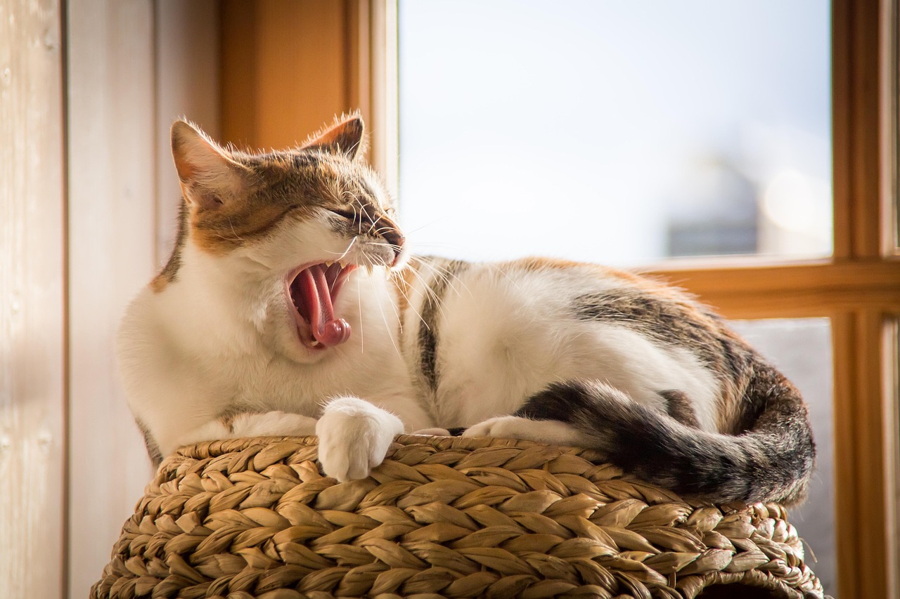 Chattering and Excited Vocalizations: Sharing Their Thrills (Image Credits: Pixabay)