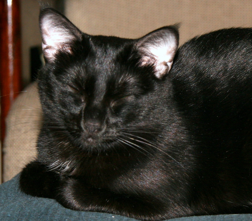 Soft Murmurs and Quiet Conversations: The Intimate Whispers (Image Credits: Flickr)