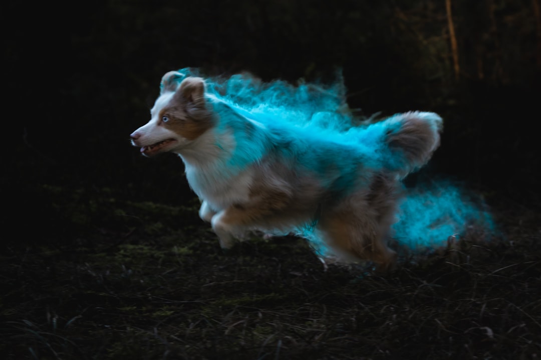 They're Welcomed by Spirit Guides Who Care for Animals (Image Credits: Unsplash)