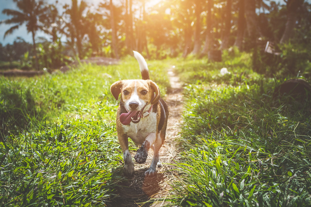 They Experience Perfect Health and Vitality (Image Credits: Flickr)