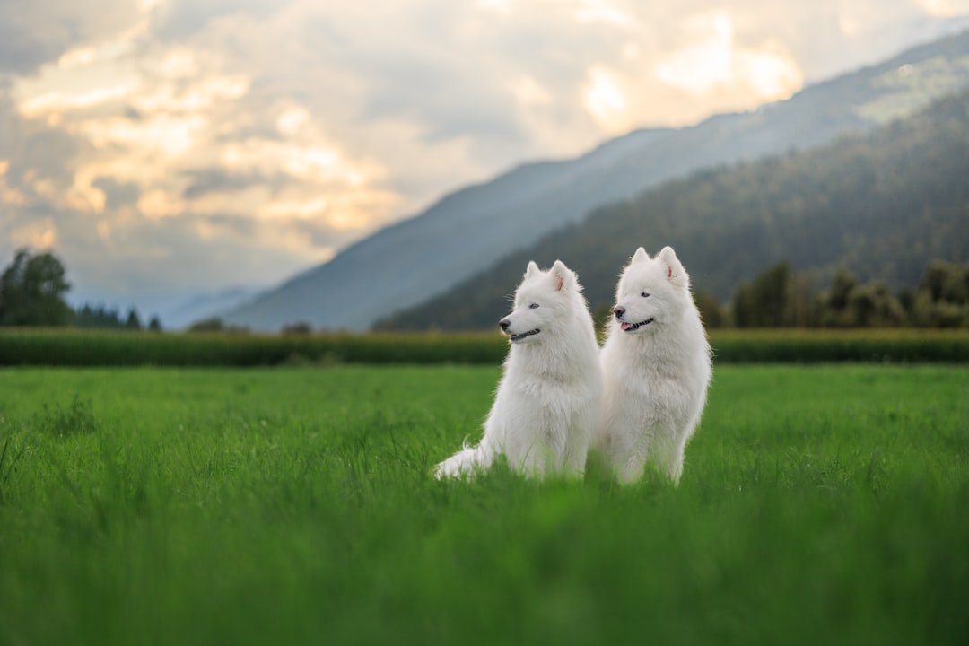 They Play in Endless Beautiful Meadows (Image Credits: Unsplash)