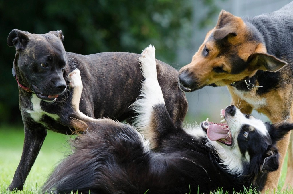 They're Surrounded by Other Animal Companions (Image Credits: Rawpixel)