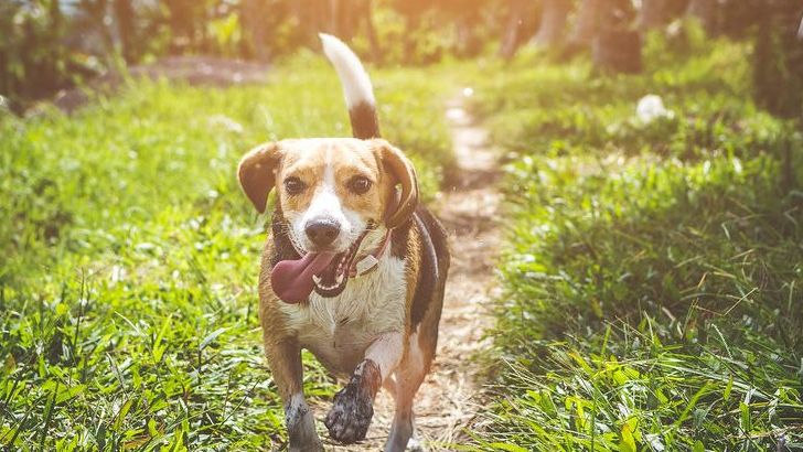 10 Comforting Beliefs About What Happens to Pets After They Cross The Rainbow Bridge