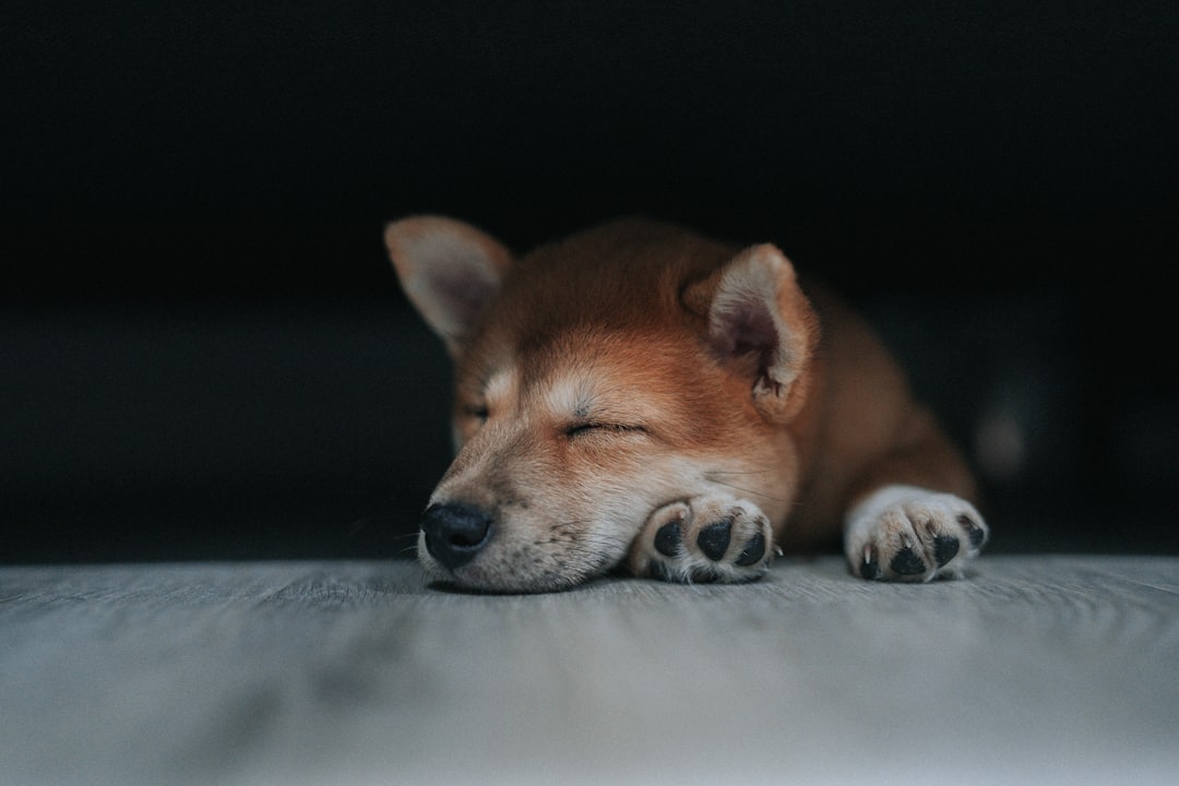 Extreme Lethargy and Increased Sleeping (Image Credits: Unsplash)