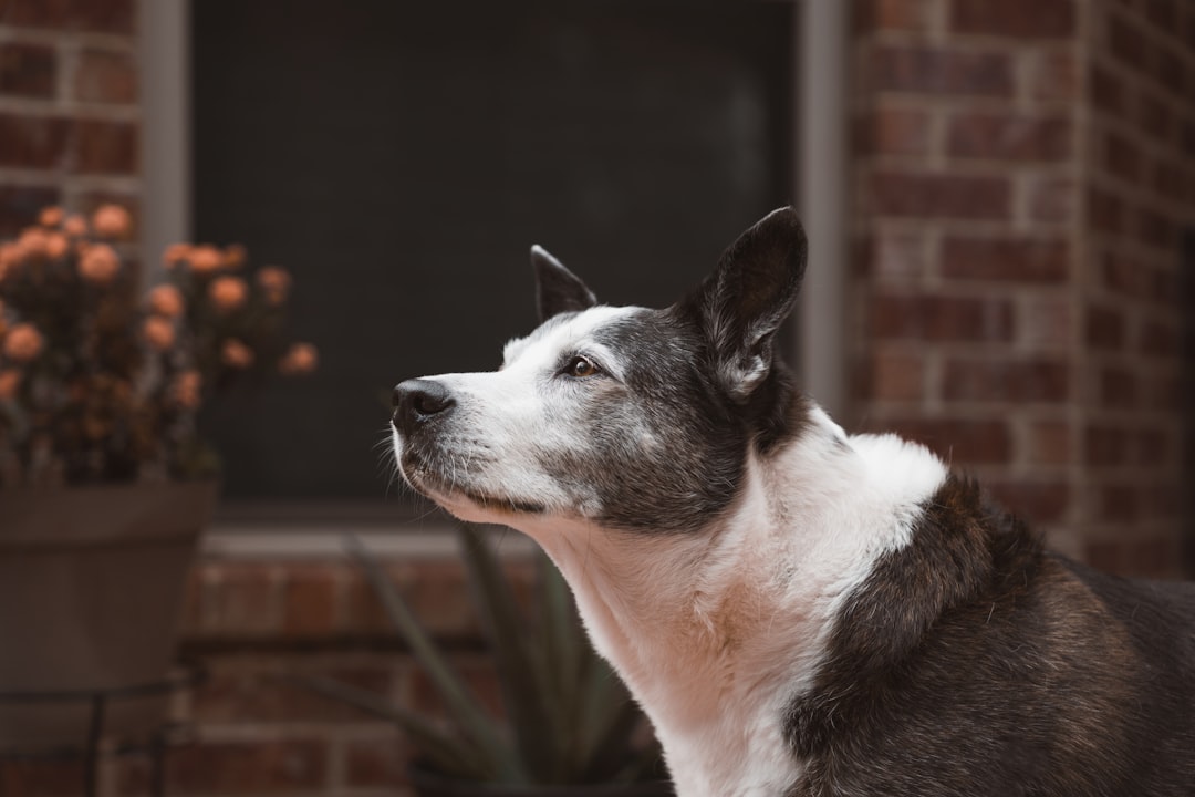 Cognitive Decline and Disorientation (Image Credits: Unsplash)