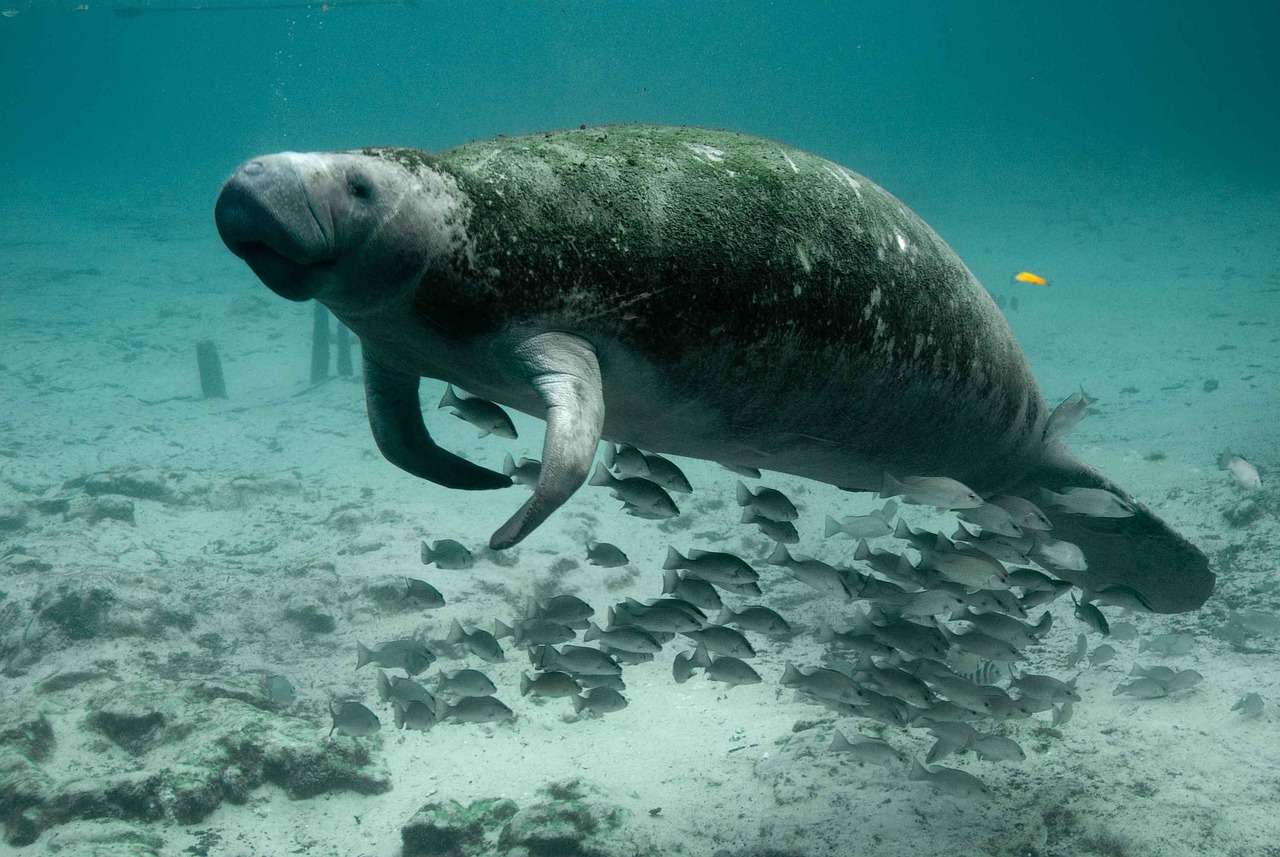 Record Breaking Warm Water Habitat Restoration (Image Credits: Pixabay)