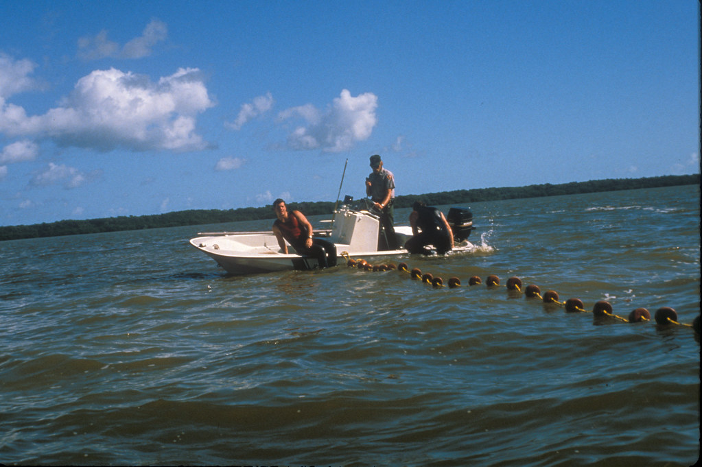 Innovative Rescue Programs Save Lives Daily (Image Credits: Flickr)