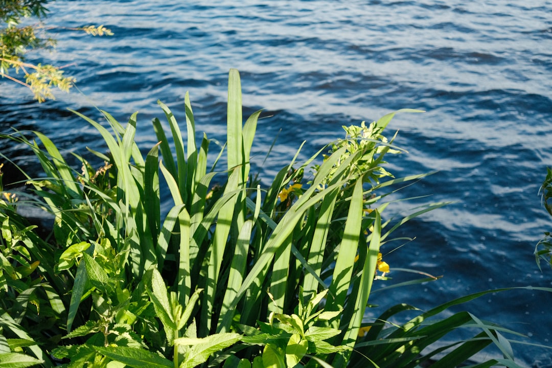 Seagrass Recovery Shows Real Progress (Image Credits: Unsplash)