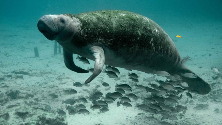 Florida&rsquo;s Manatees Are Making a Major Comeback