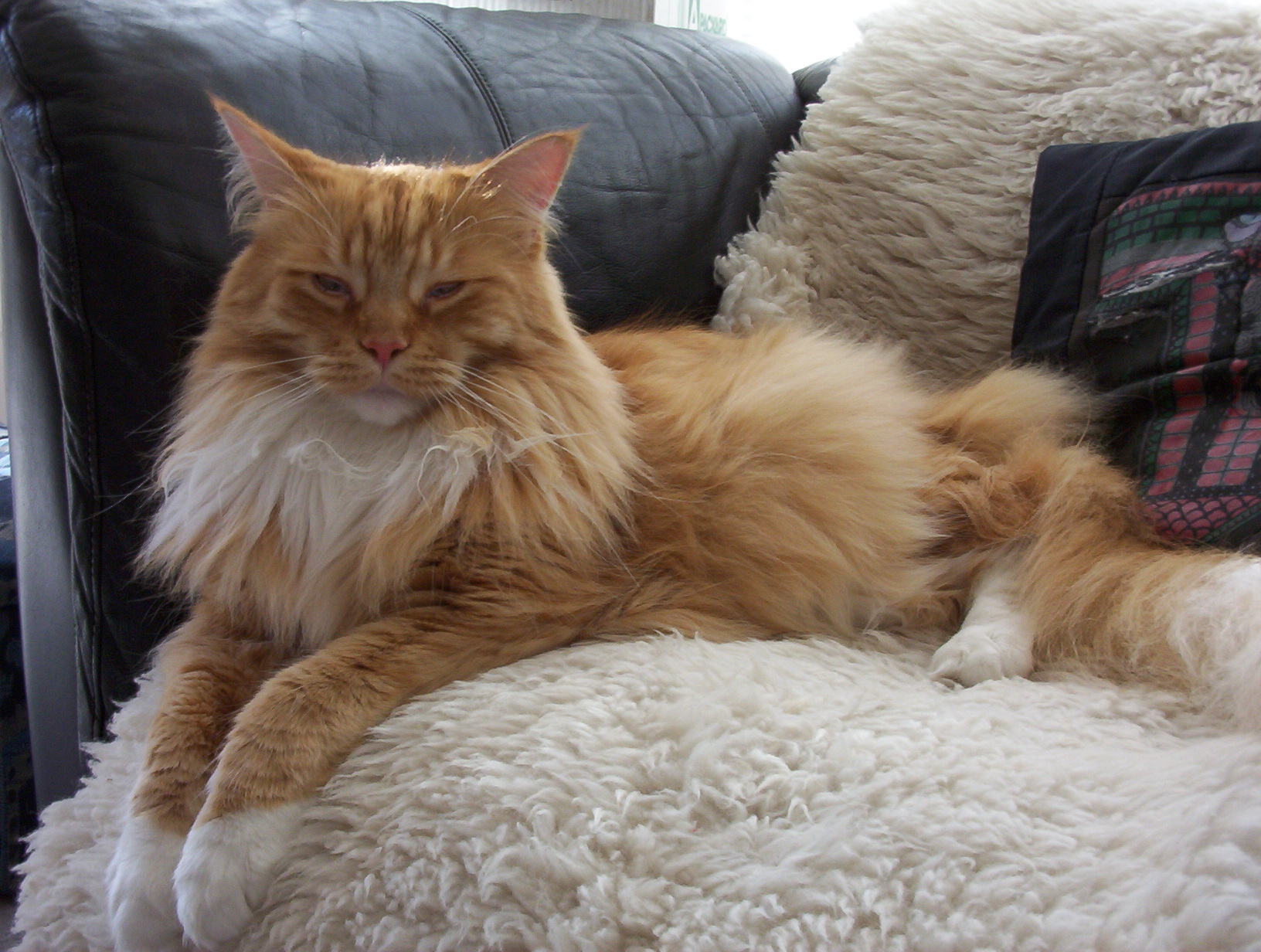 The Science Behind Those Slow, Sleepy Blinks (Image Credits: Wikimedia)