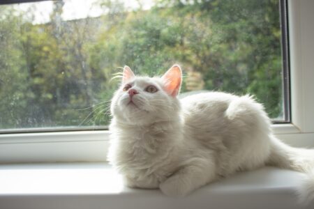 How Your Cat Knows You Love Them Even When You Think They Don’t Care