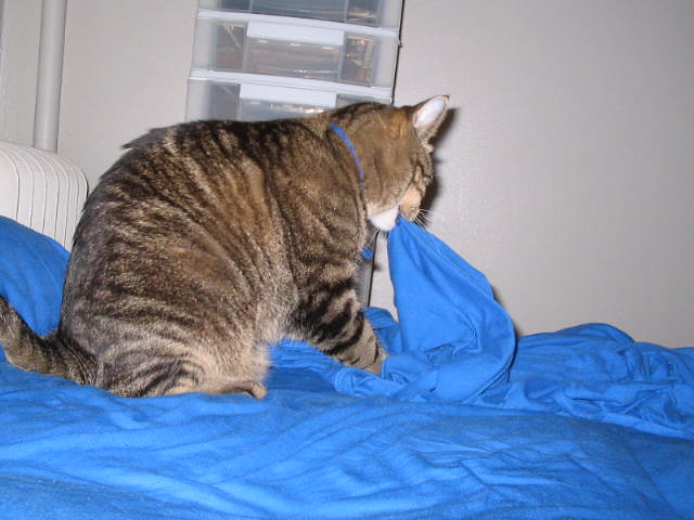 The Kneading Ritual Takes You Back to Kittenhood (Image Credits: Flickr)