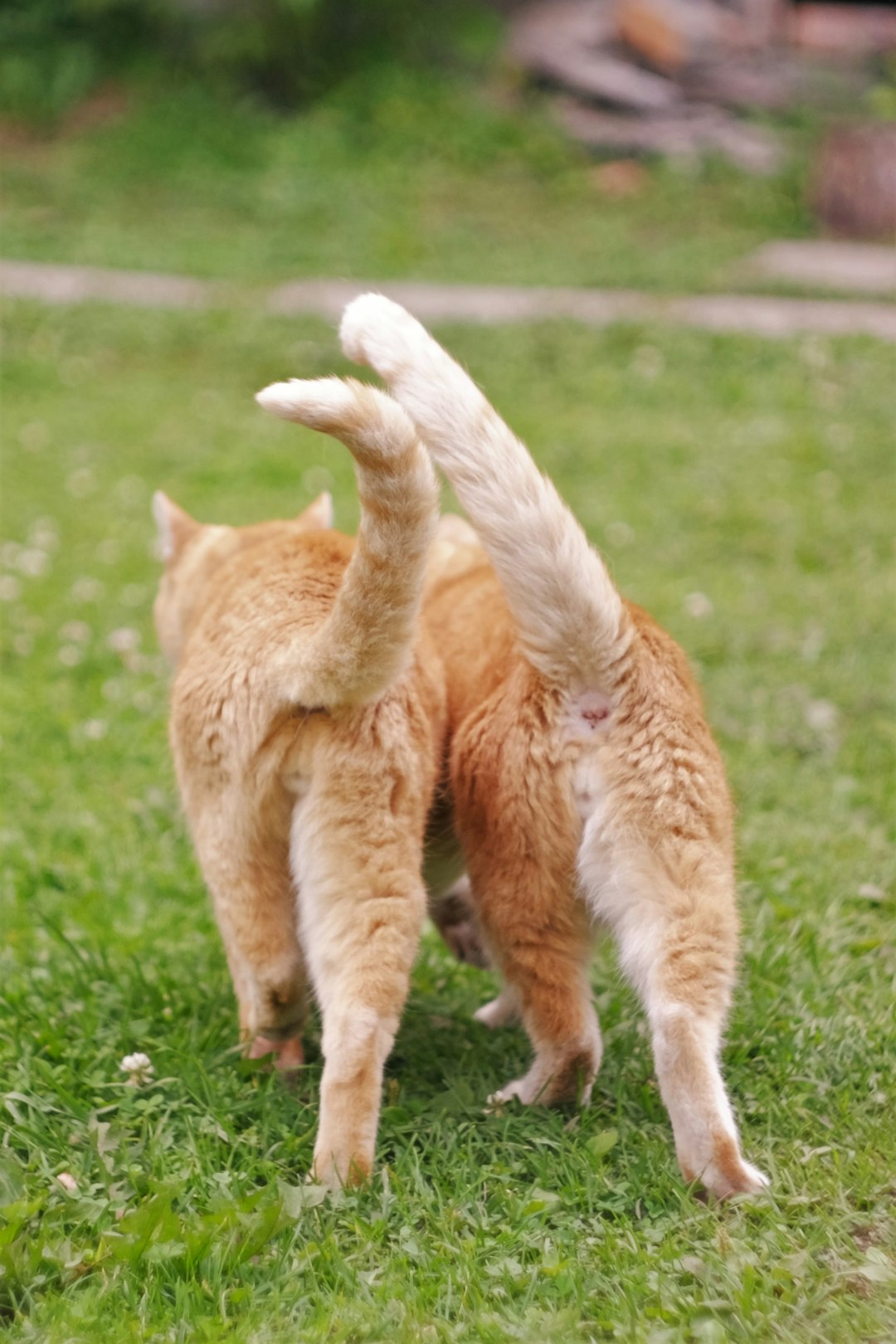 Their Tail Position Speaks Volumes About Their Feelings (Image Credits: Unsplash)