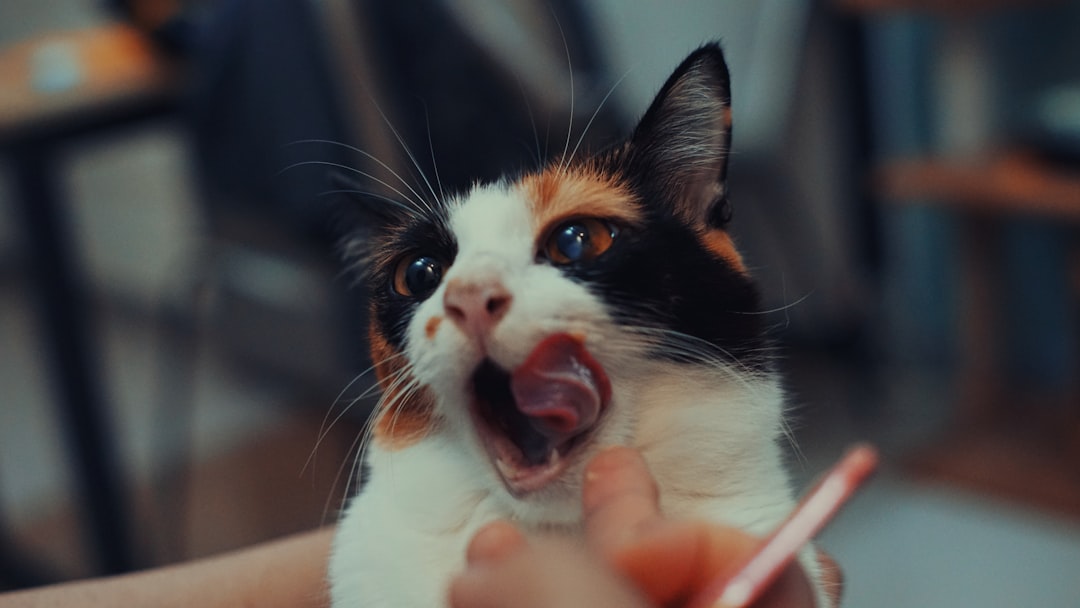 Meowing Is Their Special Language Just for Humans (Image Credits: Unsplash)