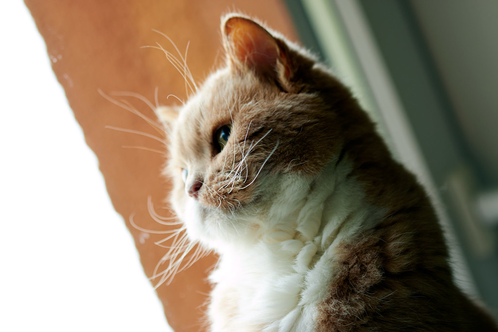 Understanding Your Cat's Emotional Intelligence (Image Credits: Flickr)