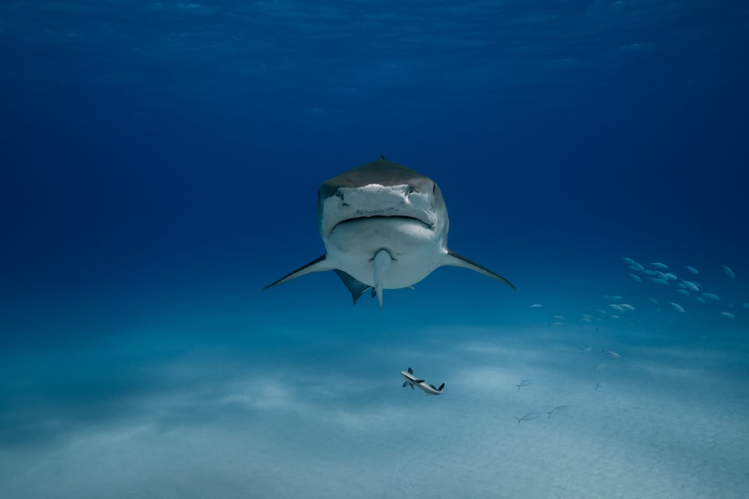 Aries and the Tiger Shark (Image Credits: Unsplash)