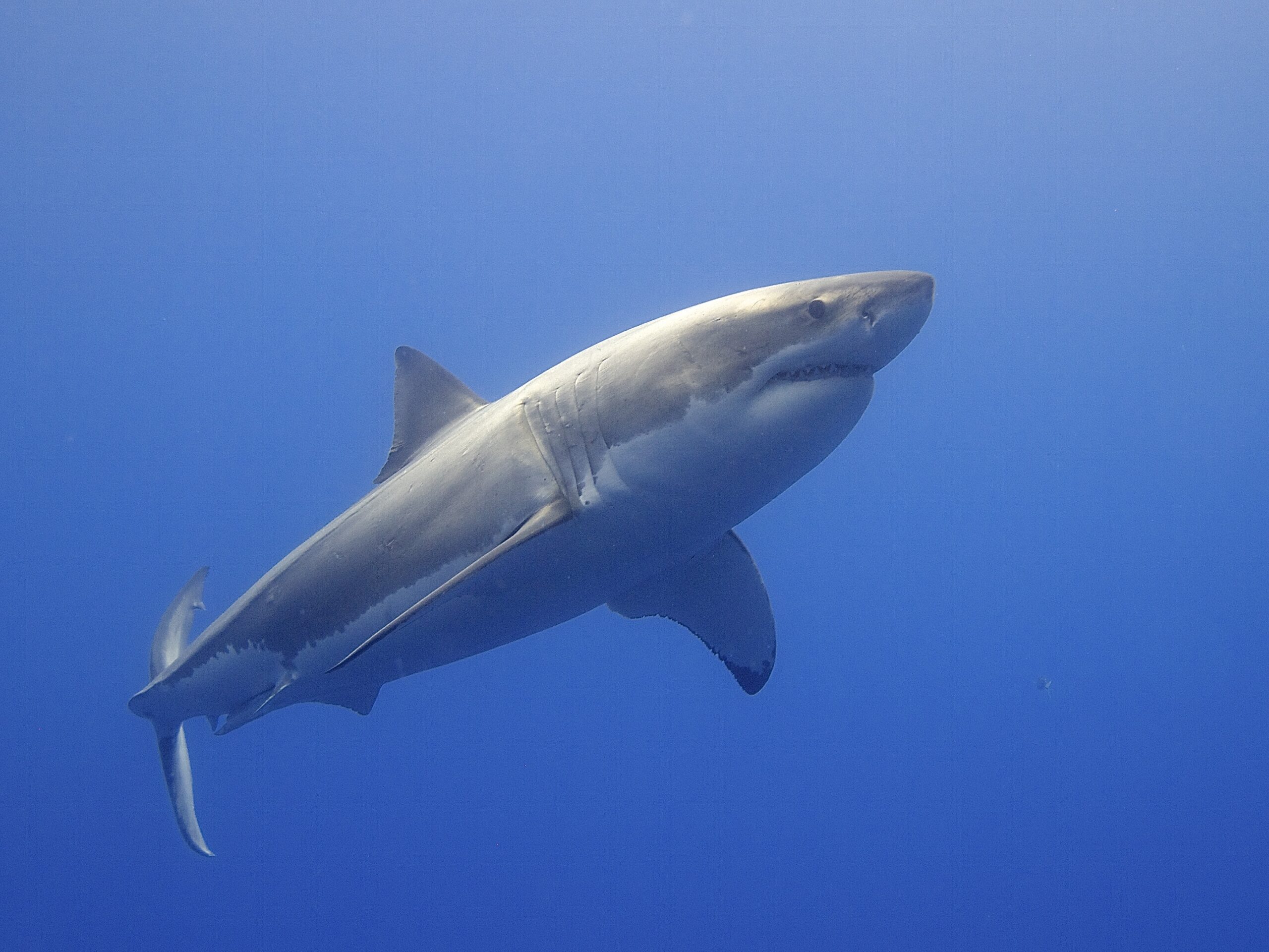 Scorpio and the Great White Shark (Image Credits: Wikimedia)