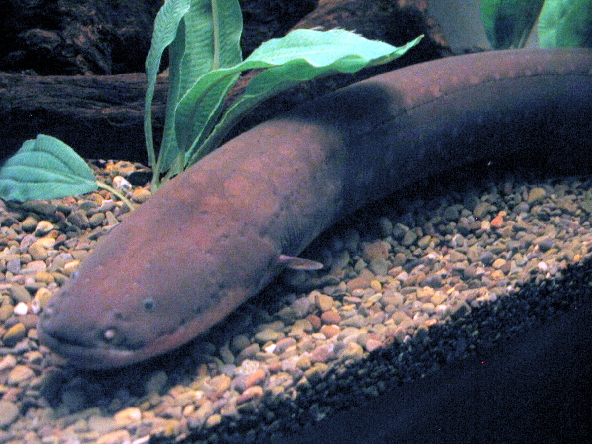 Aquarius and the Electric Eel (Image Credits: Wikimedia)