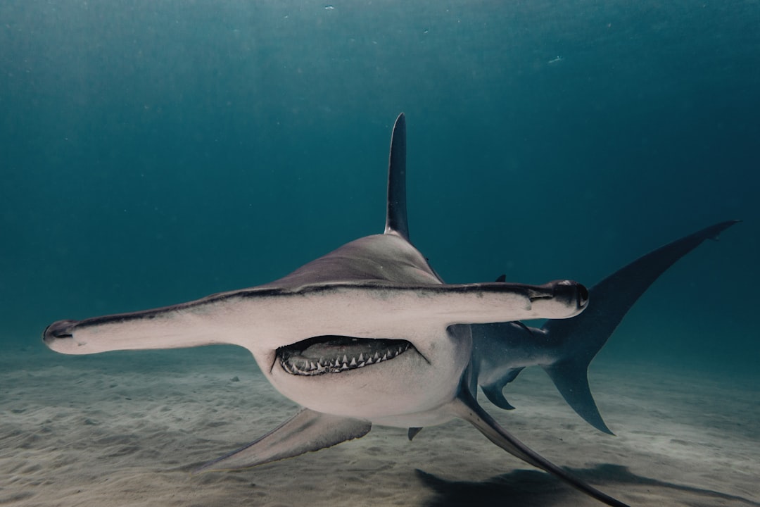 Gemini and the Hammerhead Shark (Image Credits: Unsplash)