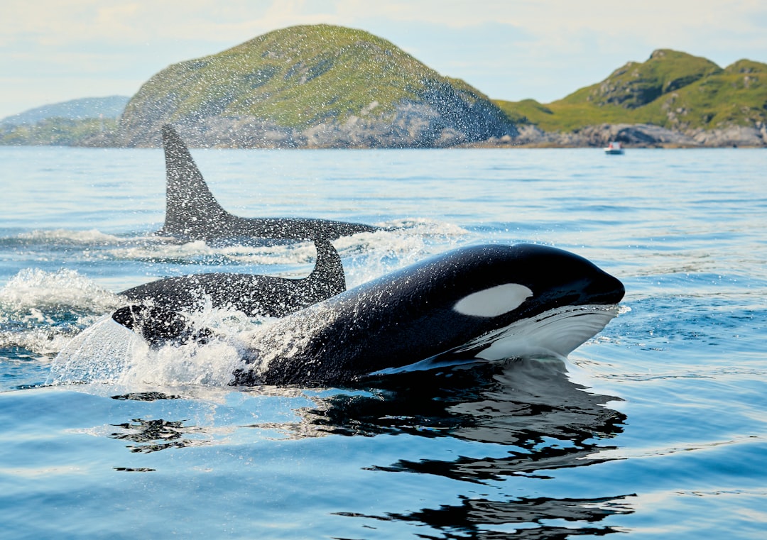 Cancer and the Killer Whale (Image Credits: Unsplash)