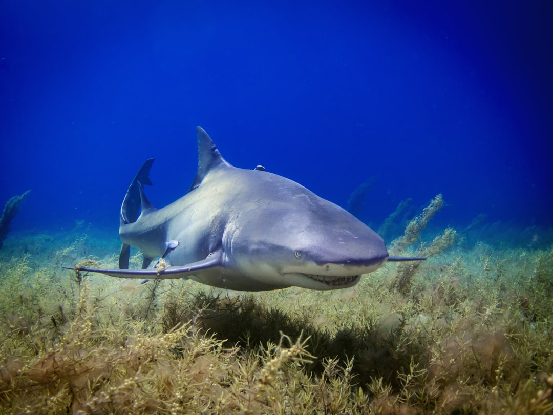 Sagittarius and the Bull Shark (Image Credits: Unsplash)