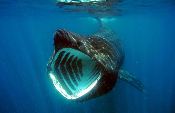 Libra and the Basking Shark (Image Credits: Flickr)