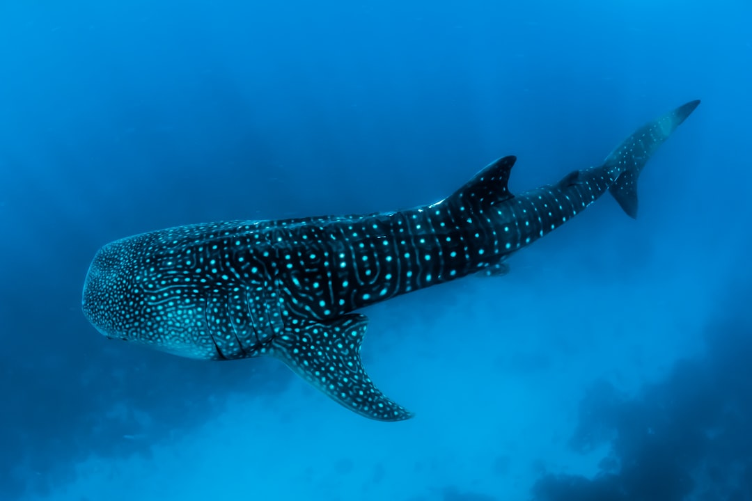Taurus and the Whale Shark (Image Credits: Unsplash)