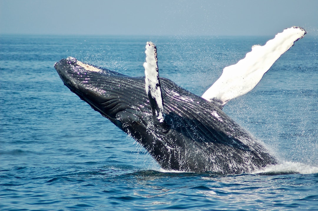 Pisces and the Whale (Image Credits: Unsplash)