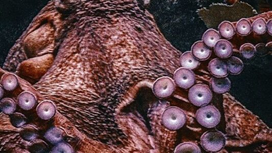 Zodiac Signs Most Drawn to Ocean Predators