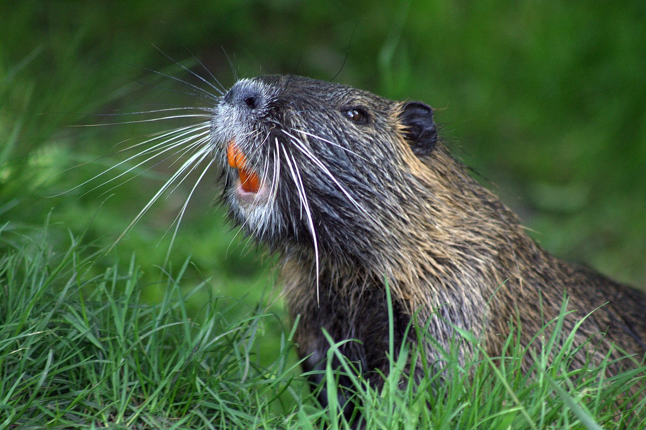 The Industrious Beaver (Image Credits: Pixabay)