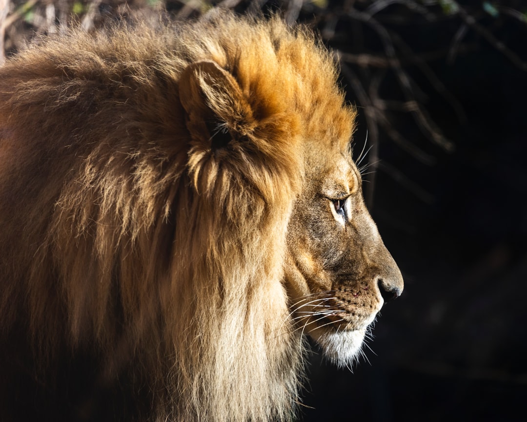 The Majestic Lion (Image Credits: Unsplash)