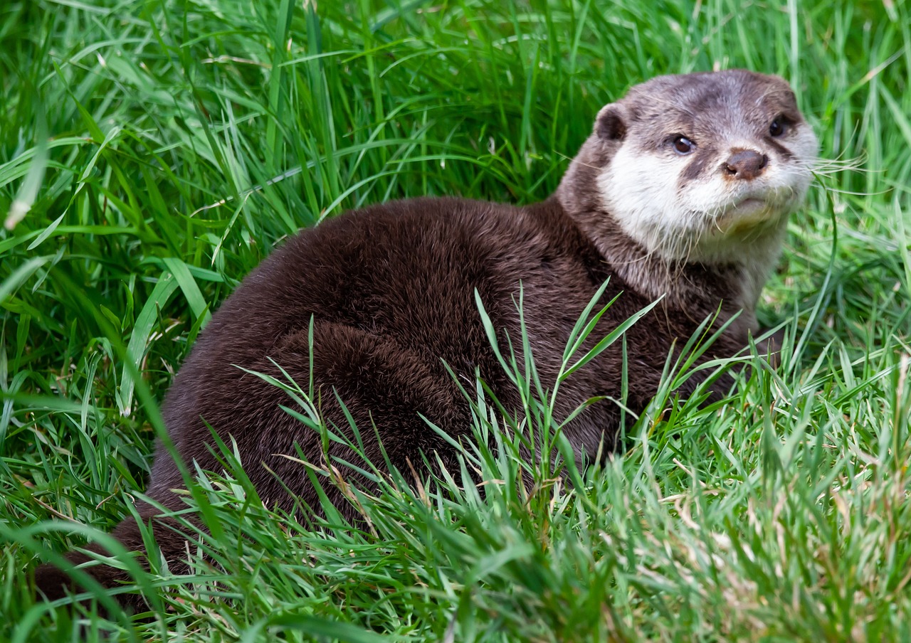 The Playful Otter (Image Credits: Pixabay)