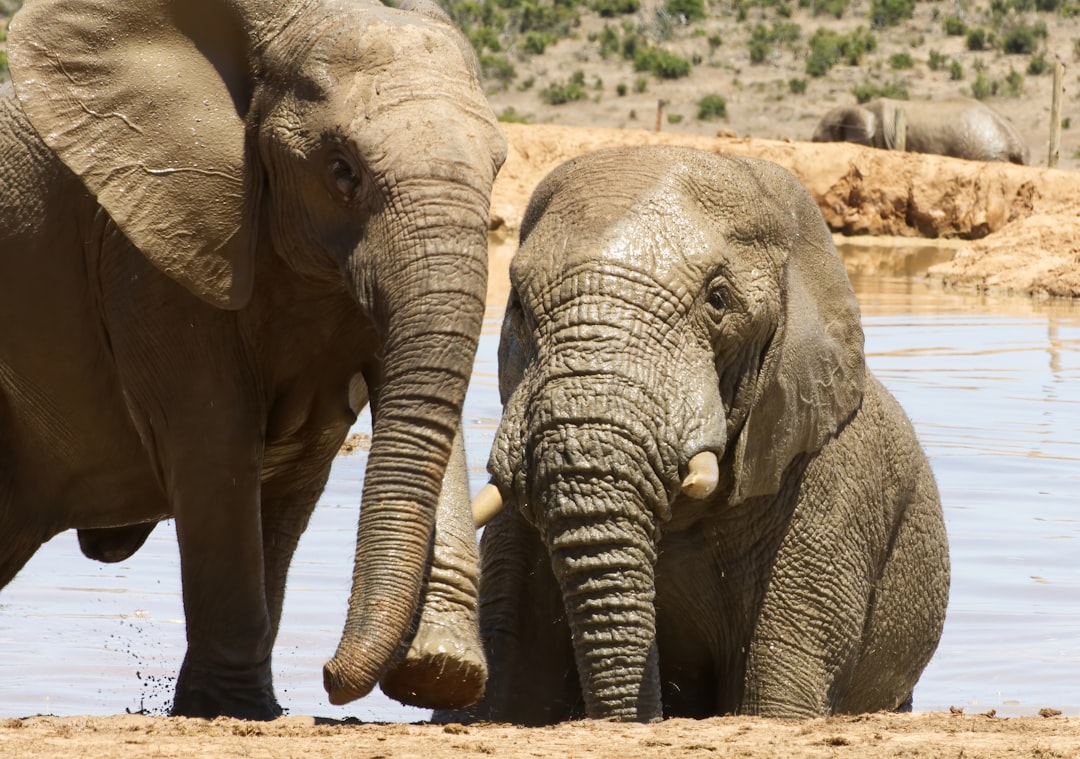 The Loyal Elephant (Image Credits: Unsplash)