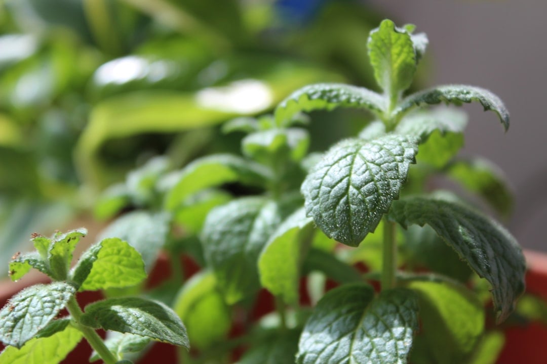 Peppermint: The Powerful Mint Family Marvel (Image Credits: Unsplash)