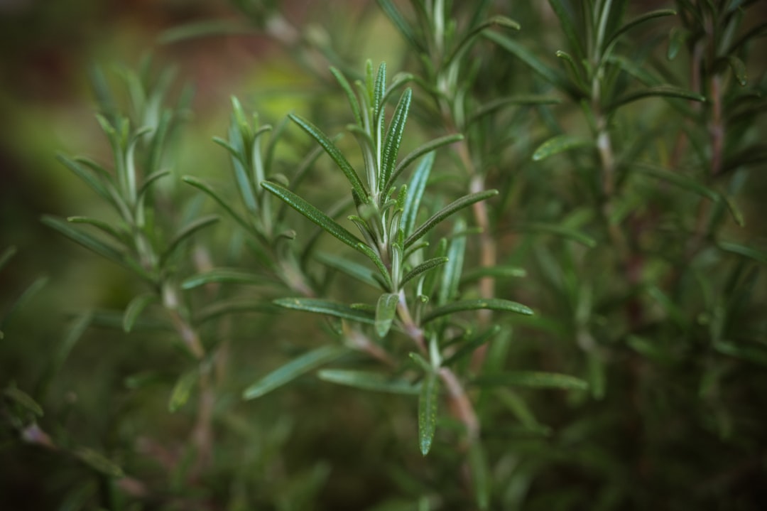 Rosemary: The Culinary Herb with Defensive Powers (Image Credits: Unsplash)