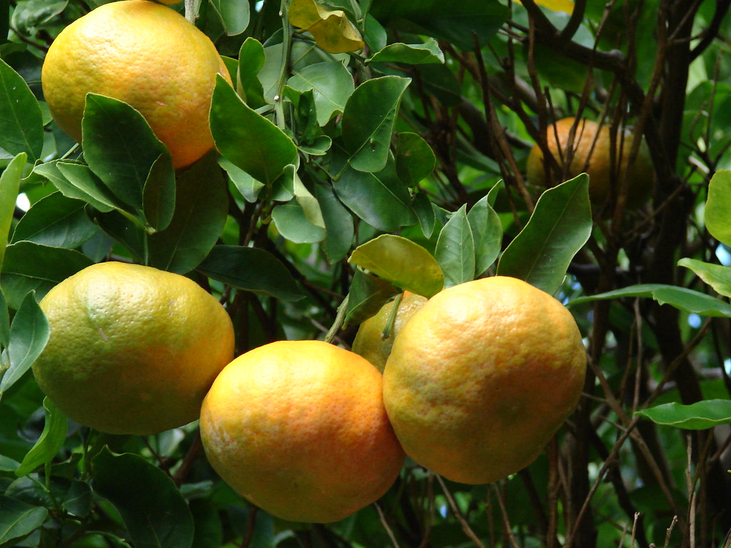 Citrus Plants: The Zesty Deterrent Solution (Image Credits: Flickr)