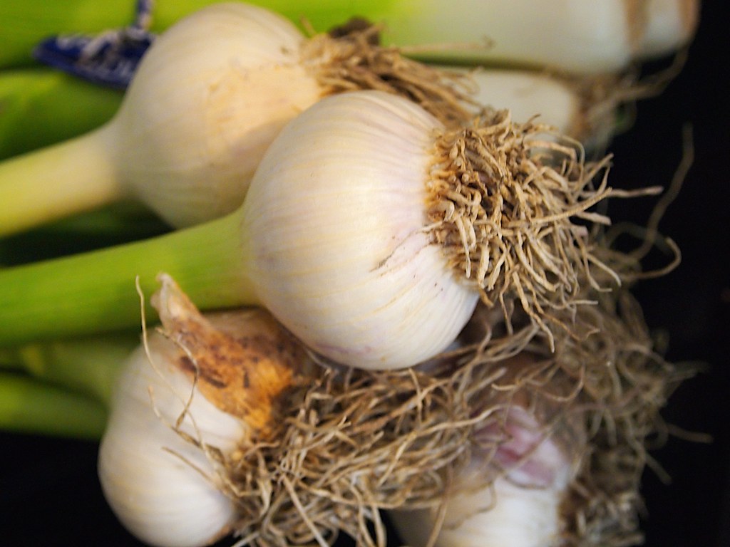 Garlic and Onions: The Pungent Protectors (Image Credits: Flickr)