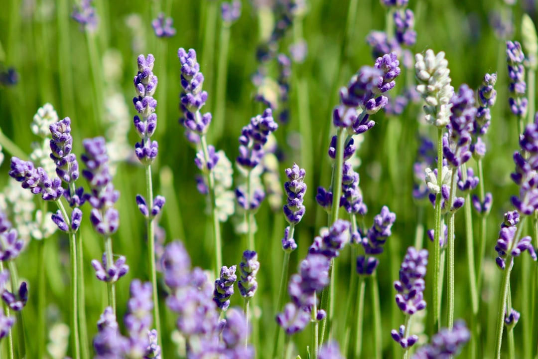 Lavender: The Calming Scent That Repels (Image Credits: Unsplash)