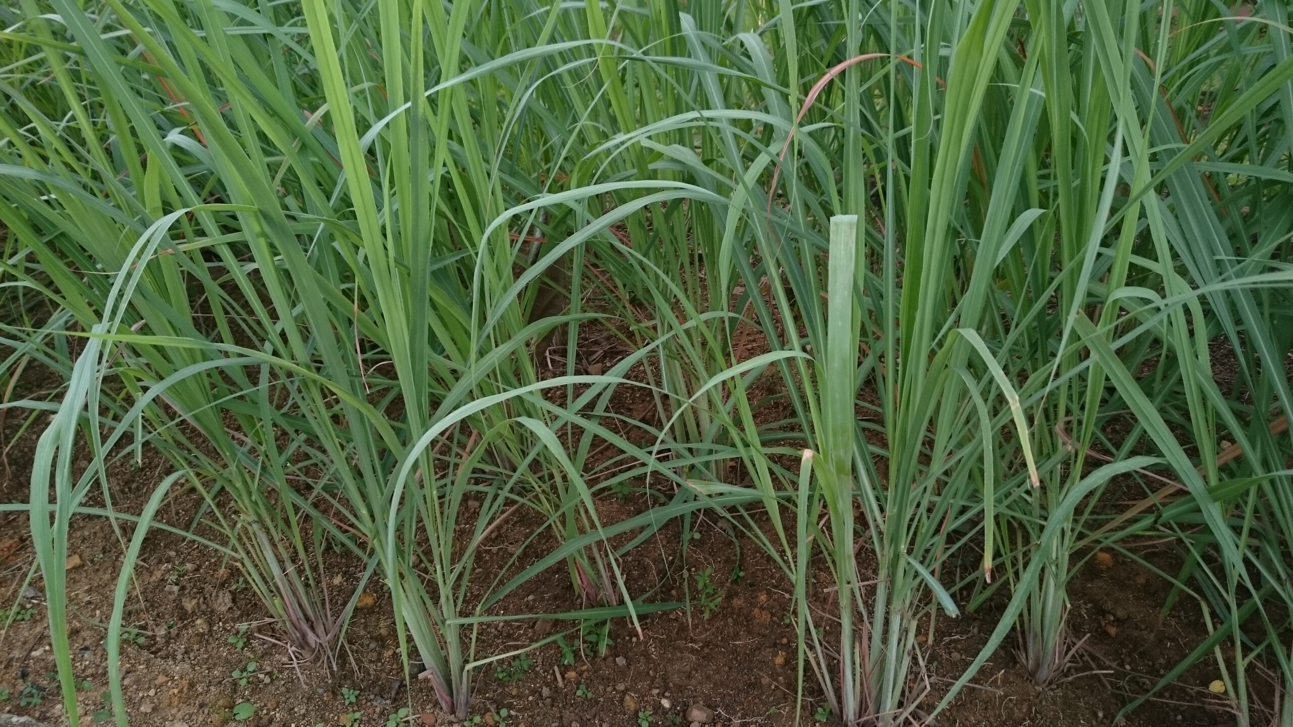 Lemongrass: The Tropical Solution (Image Credits: Wikimedia)