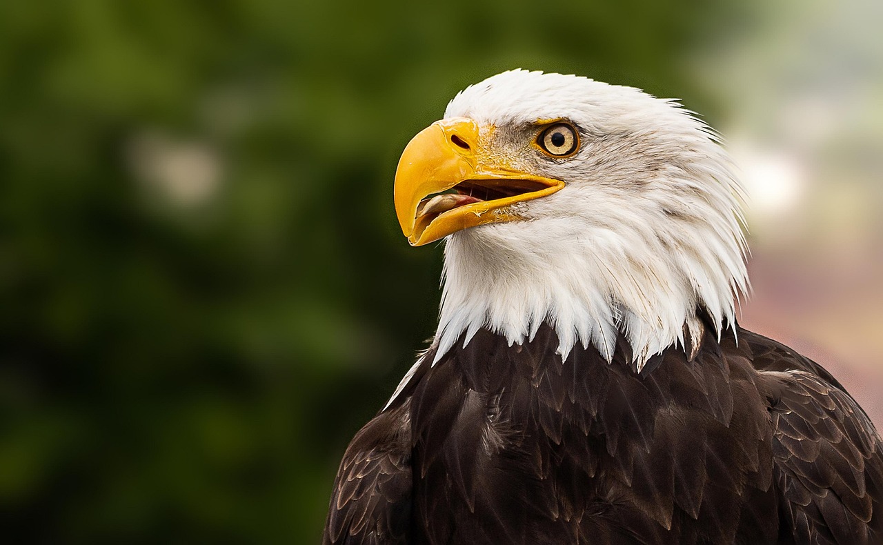 The Eagle: Supreme Symbol of Leadership and Authority (Image Credits: Pixabay)