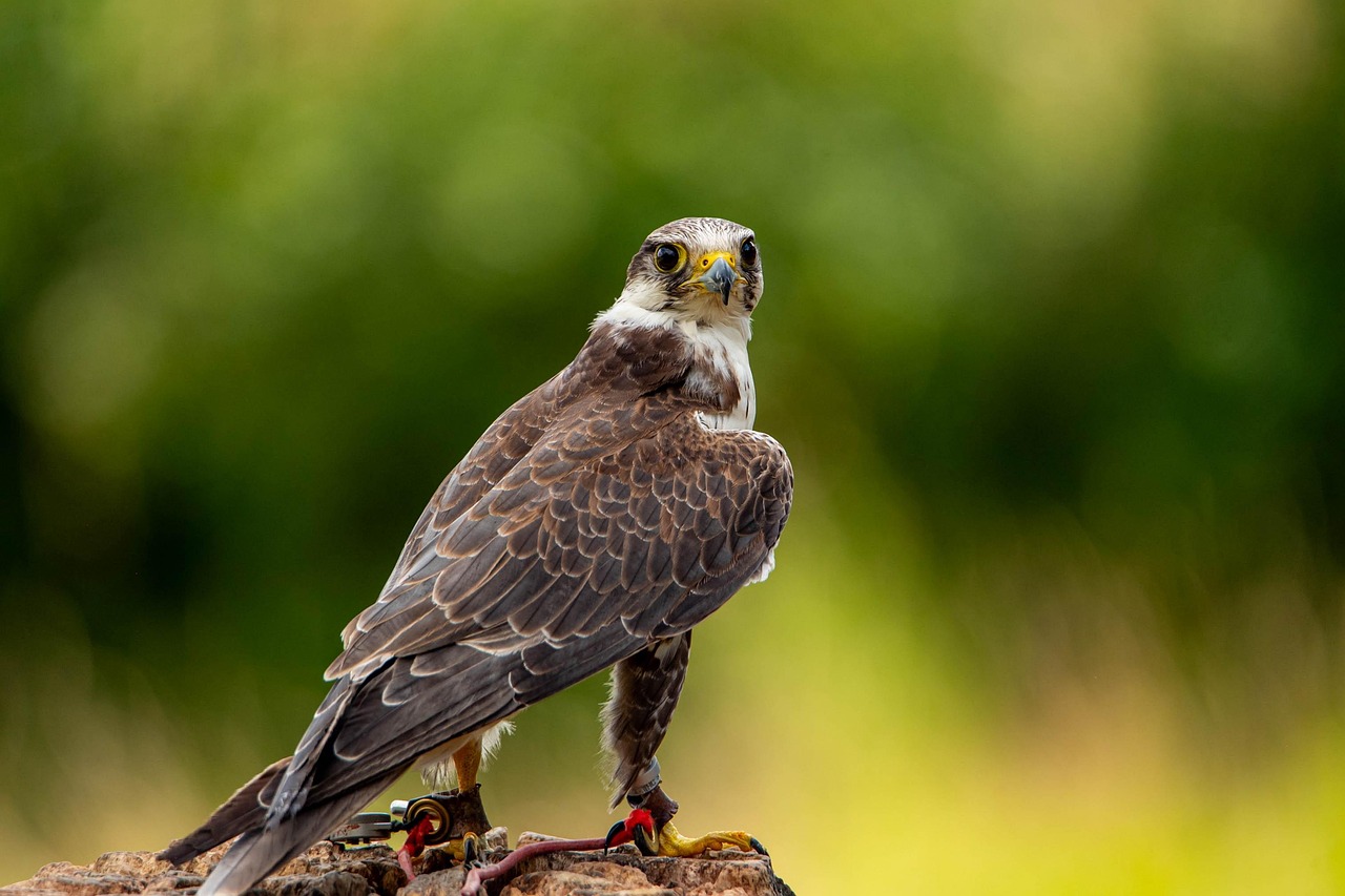 The Falcon: Embodiment of Noble Ambition (Image Credits: Pixabay)