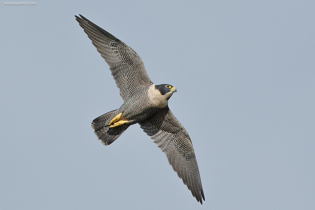 The Peregrine Falcon: Master of Precision and Power (Image Credits: Flickr)