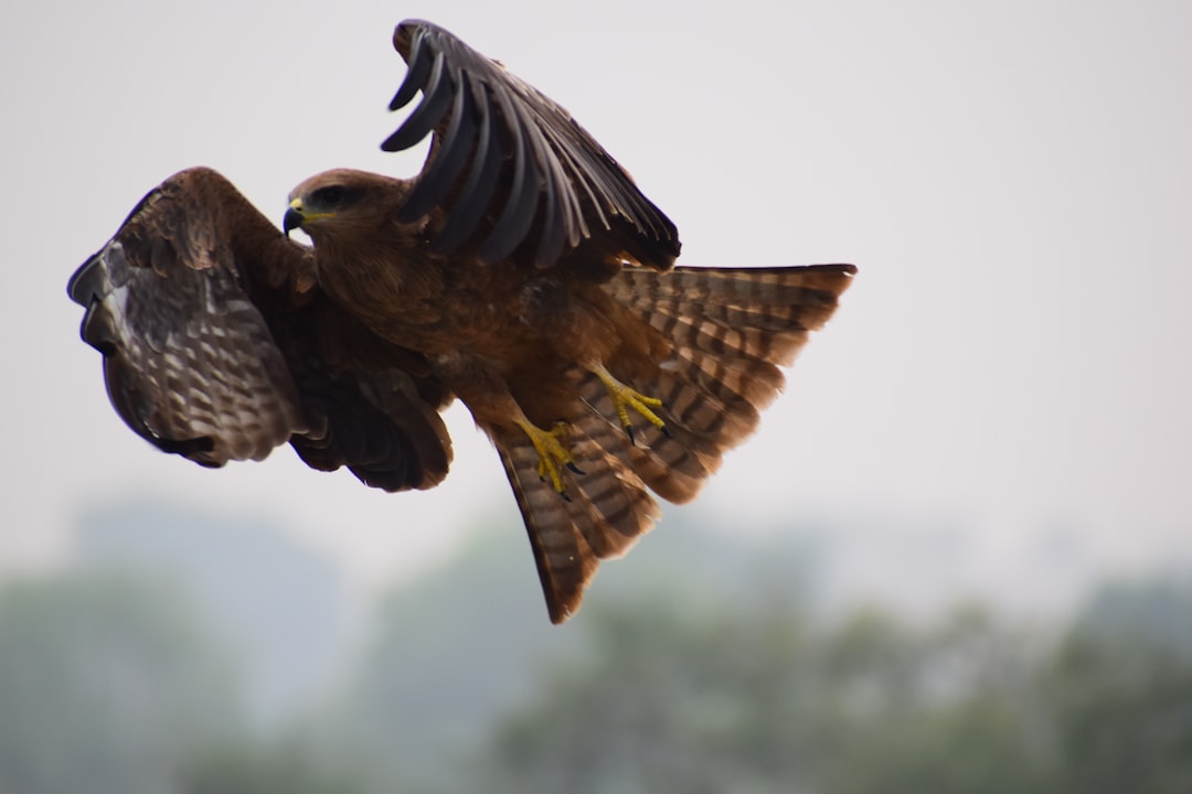The Hawk: Visionary Messenger of Ambition (Image Credits: Unsplash)