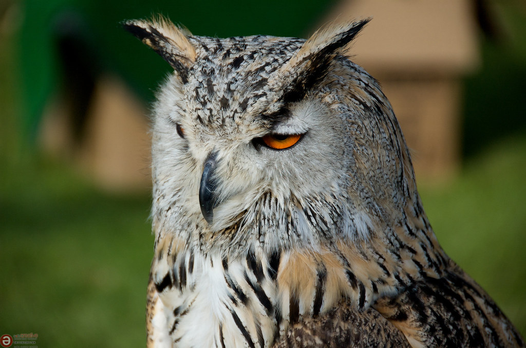The Owl: Wisdom in the Pursuit of Power (Image Credits: Flickr)