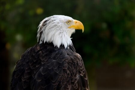 Birds of Prey That Symbolize Ambition and Power